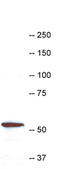 Coronin 1A antibody, LS-B10416, Lifespan Biosciences, Western Blot image 