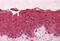 G Protein Subunit Alpha I1 antibody, MBS245520, MyBioSource, Immunohistochemistry frozen image 