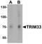 Tripartite Motif Containing 33 antibody, A03133, Boster Biological Technology, Western Blot image 