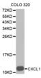 C-X-C Motif Chemokine Ligand 1 antibody, abx004030, Abbexa, Western Blot image 