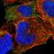 Parvin Alpha antibody, HPA005964, Atlas Antibodies, Immunofluorescence image 