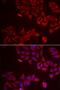 Frizzled Related Protein antibody, orb247512, Biorbyt, Immunocytochemistry image 