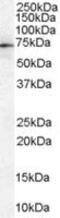 Moesin antibody, MBS420658, MyBioSource, Western Blot image 