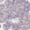 Galectin 9B antibody, HPA046876, Atlas Antibodies, Immunohistochemistry frozen image 