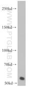 Dynein Light Chain LC8-Type 1 antibody, 15460-1-AP, Proteintech Group, Western Blot image 