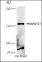 UHRF1 Binding Protein 1 Like antibody, orb184706, Biorbyt, Western Blot image 