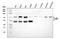 Activating Transcription Factor 2 antibody, A00916-2, Boster Biological Technology, Western Blot image 