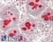 Gasdermin C antibody, LS-B13198, Lifespan Biosciences, Immunohistochemistry paraffin image 