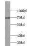 Transcription Factor 4 antibody, FNab08553, FineTest, Western Blot image 