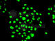 Elongation Factor Tu GTP Binding Domain Containing 2 antibody, A7040, ABclonal Technology, Immunofluorescence image 