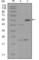 EPH Receptor A5 antibody, abx010724, Abbexa, Western Blot image 