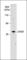 CAMP Responsive Element Binding Protein 1 antibody, CM4711, ECM Biosciences, Western Blot image 