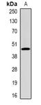 FHR-1 antibody, orb377993, Biorbyt, Western Blot image 