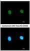 Mediator Complex Subunit 18 antibody, NBP2-17257, Novus Biologicals, Immunocytochemistry image 