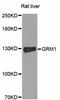 Glutamate Metabotropic Receptor 1 antibody, A11094, ABclonal Technology, Western Blot image 