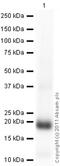 Platelet Derived Growth Factor Subunit B antibody, ab23914, Abcam, Western Blot image 