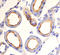 Patatin Like Phospholipase Domain Containing 2 antibody, AF5365, R&D Systems, Immunohistochemistry frozen image 