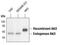 AKT Serine/Threonine Kinase 3 antibody, MA5-16309, Invitrogen Antibodies, Western Blot image 