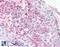G Protein-Coupled Receptor 18 antibody, LS-A94, Lifespan Biosciences, Immunohistochemistry paraffin image 
