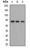 Zinc Finger And BTB Domain Containing 48 antibody, orb341301, Biorbyt, Western Blot image 