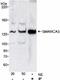 Helicase Like Transcription Factor antibody, ab17984, Abcam, Western Blot image 