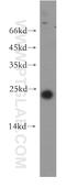 CLDN11 antibody, 12152-1-AP, Proteintech Group, Western Blot image 