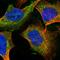 Fucosyltransferase 8 antibody, HPA043410, Atlas Antibodies, Immunofluorescence image 