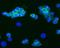 Neural Cell Adhesion Molecule 1 antibody, NBP1-97717, Novus Biologicals, Immunofluorescence image 