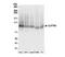 CLPTM1 Regulator Of GABA Type A Receptor Forward Trafficking antibody, NBP2-32114, Novus Biologicals, Western Blot image 