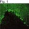 Discs Large MAGUK Scaffold Protein 2 antibody, PA1-043, Invitrogen Antibodies, Immunofluorescence image 