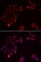 Skap55r antibody, LS-C334714, Lifespan Biosciences, Immunofluorescence image 