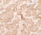 Guanylate Binding Protein 5 antibody, 7327, ProSci, Immunohistochemistry paraffin image 