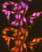 Poly(RC) Binding Protein 1 antibody, GTX64891, GeneTex, Immunofluorescence image 