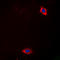 Laminin Subunit Alpha 4 antibody, LS-C356149, Lifespan Biosciences, Immunofluorescence image 