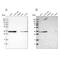 Pyrophosphatase (Inorganic) 1 antibody, NBP1-87788, Novus Biologicals, Western Blot image 