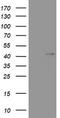 Wnt Family Member 3 antibody, LS-C175702, Lifespan Biosciences, Western Blot image 