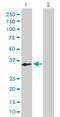 Regulatory Factor X Associated Protein antibody, H00005994-D01P, Novus Biologicals, Western Blot image 