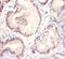 Protein Wnt-3a antibody, LS-C285746, Lifespan Biosciences, Immunohistochemistry paraffin image 