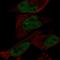 EYA Transcriptional Coactivator And Phosphatase 1 antibody, HPA028917, Atlas Antibodies, Immunocytochemistry image 