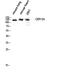 Kiaa0635 antibody, A06361-2, Boster Biological Technology, Western Blot image 