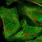 Tubulin Folding Cofactor E Like antibody, NBP1-89578, Novus Biologicals, Immunofluorescence image 