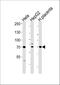 Activating Transcription Factor 6 Beta antibody, A08395-1, Boster Biological Technology, Western Blot image 