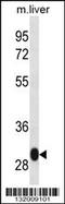 LSM12 Homolog antibody, 56-859, ProSci, Western Blot image 