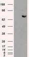 Histone Deacetylase 10 antibody, MA5-25011, Invitrogen Antibodies, Western Blot image 