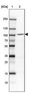 Spire Type Actin Nucleation Factor 1 antibody, PA5-59362, Invitrogen Antibodies, Western Blot image 