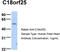 Chromosome 18 Open Reading Frame 25 antibody, TA339950, Origene, Western Blot image 