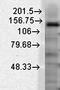 Slo2.2 antibody, orb67411, Biorbyt, Western Blot image 