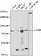 TGF-Beta Activated Kinase 1 (MAP3K7) Binding Protein 2 antibody, GTX02890, GeneTex, Western Blot image 