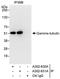 Tubulin Gamma 1 antibody, A302-630A, Bethyl Labs, Immunoprecipitation image 
