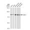 Cullin 3 antibody, GTX01537, GeneTex, Western Blot image 